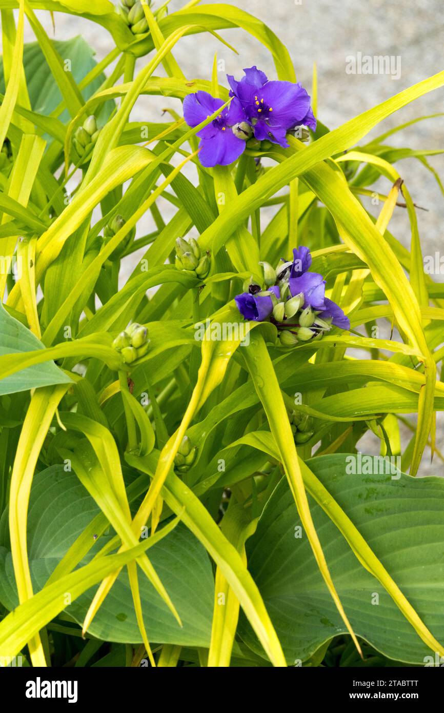 Golden Spiderwort, Tradescantia x andersoniana "Sweet Kate", Virginia Spiderwort Foto Stock