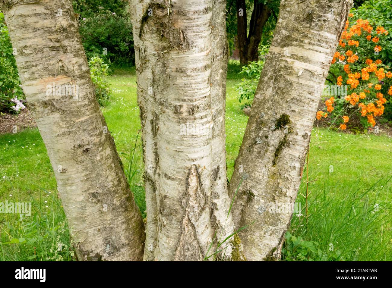 Garden Park Birch, White Creamy Bark Birch, Betula costata o Betula ermanii Tree Trunks Foto Stock