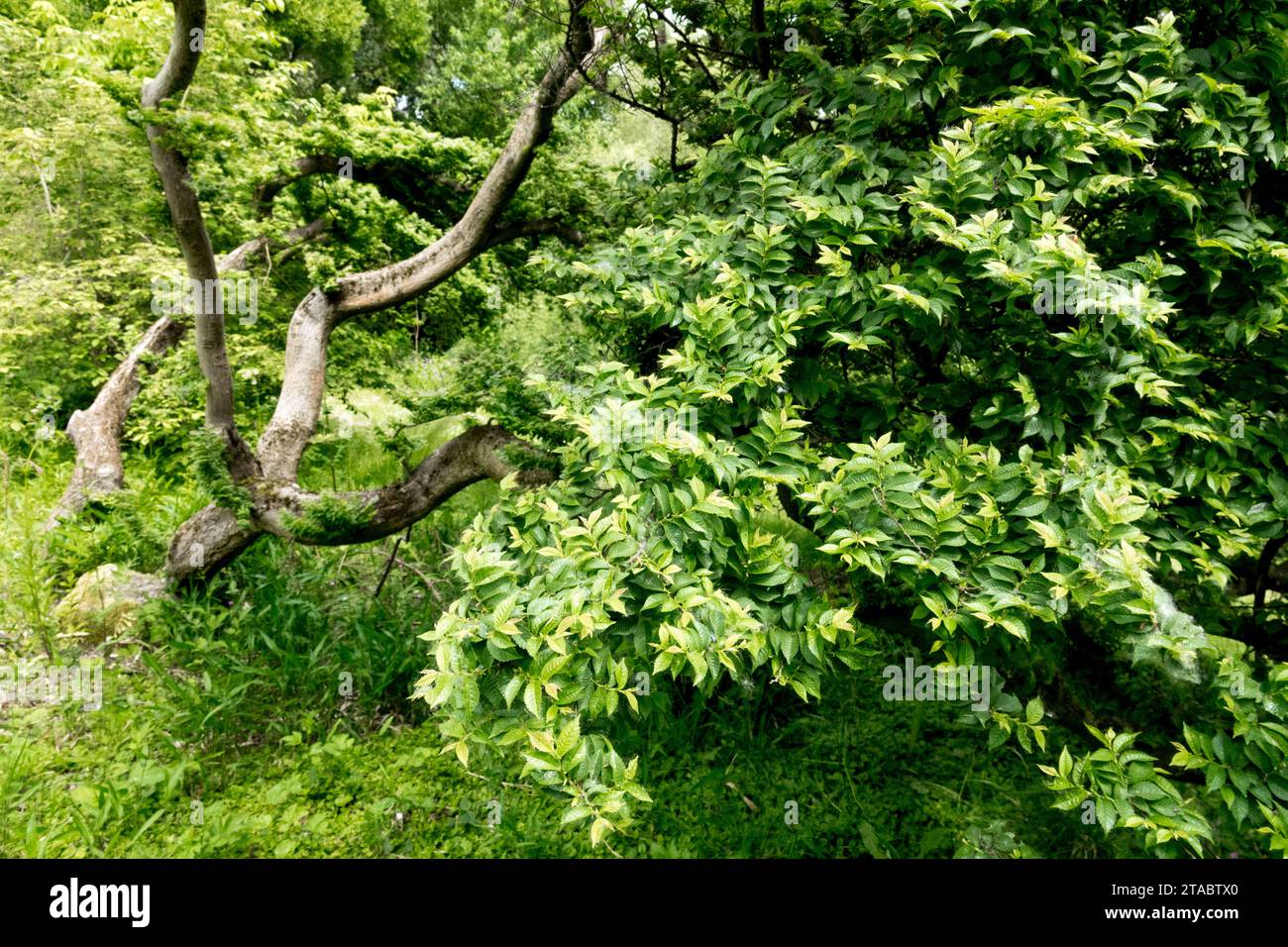 Old, Elm, Tree, Garden, Ulmus x hollandica, fogliame in primavera, stagione, Ulmus hollandica "Jacqueline Hillier" Elm olandese Foto Stock