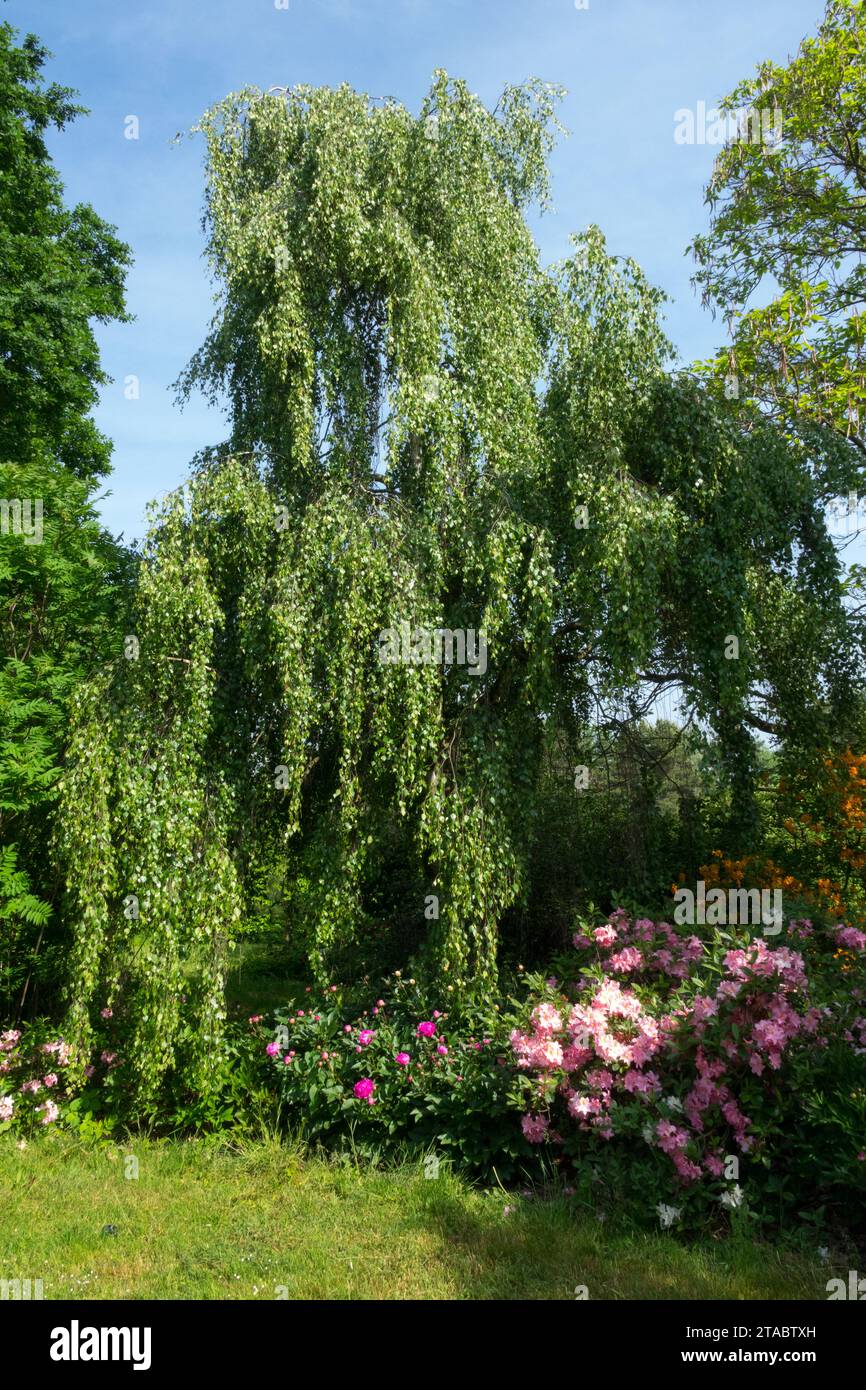 Betula microlepis, Betula verucosa, Betula atrata, Betula alba in giardino, betulla d'argento, Betula pendula 'Pendulaa' Foto Stock