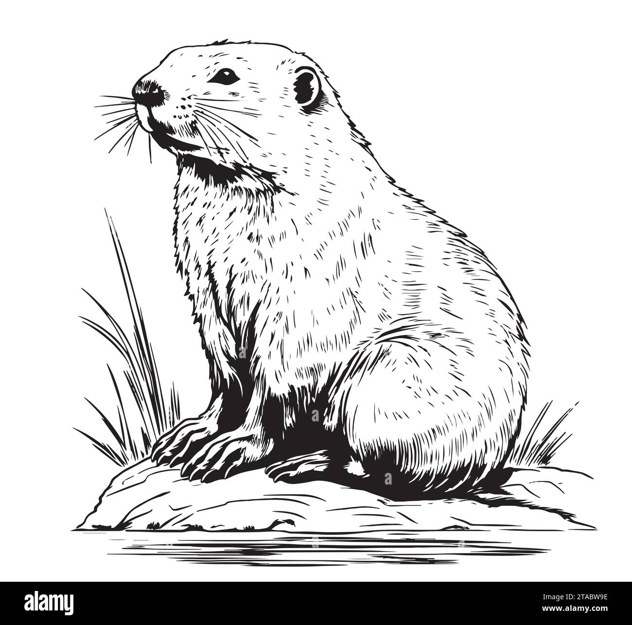 Beaver rodent mammifero. Imitazione di gratta e vinci. Immagine disegnata a mano in bianco e nero. Illustrazione del vettore di incisione Illustrazione Vettoriale