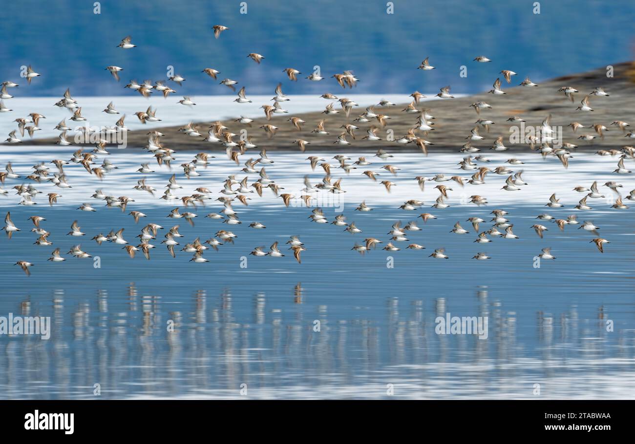I sandpipers occidentali che volano sopra l'acqua, Cordova, Alaska Foto Stock