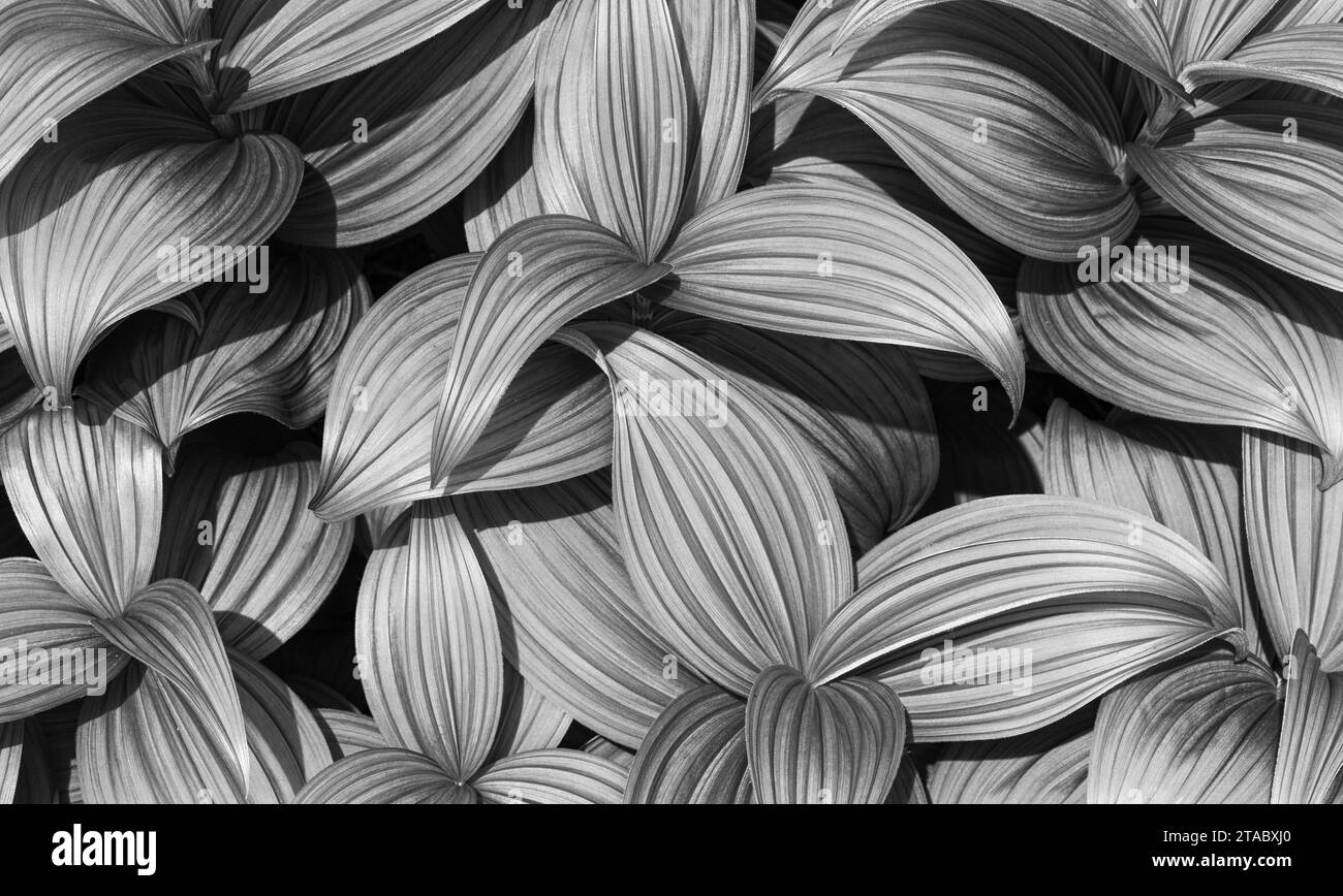 Primo piano di falsi ellebori Foto Stock