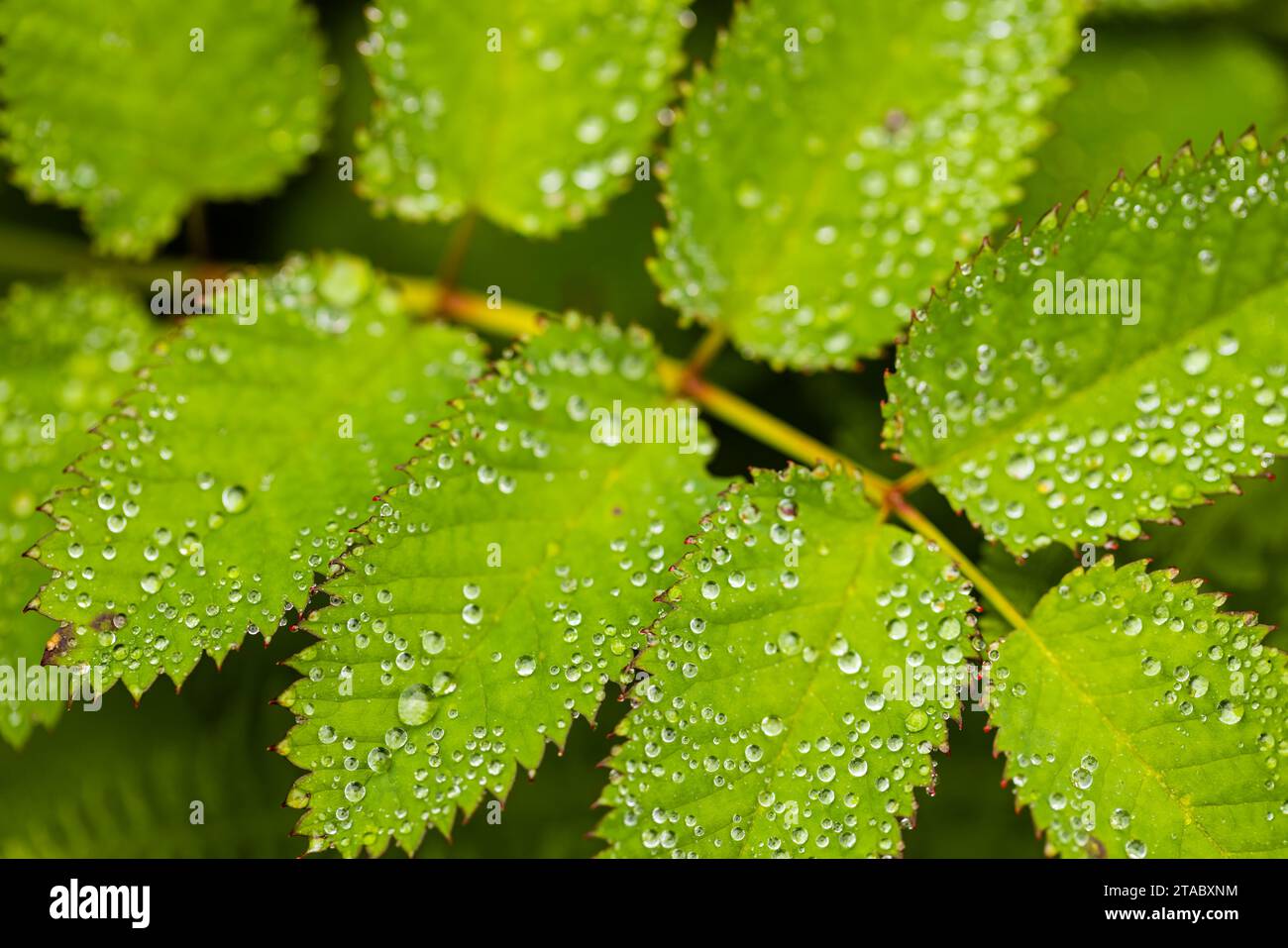 Close up di rugiada sulle foglie Foto Stock