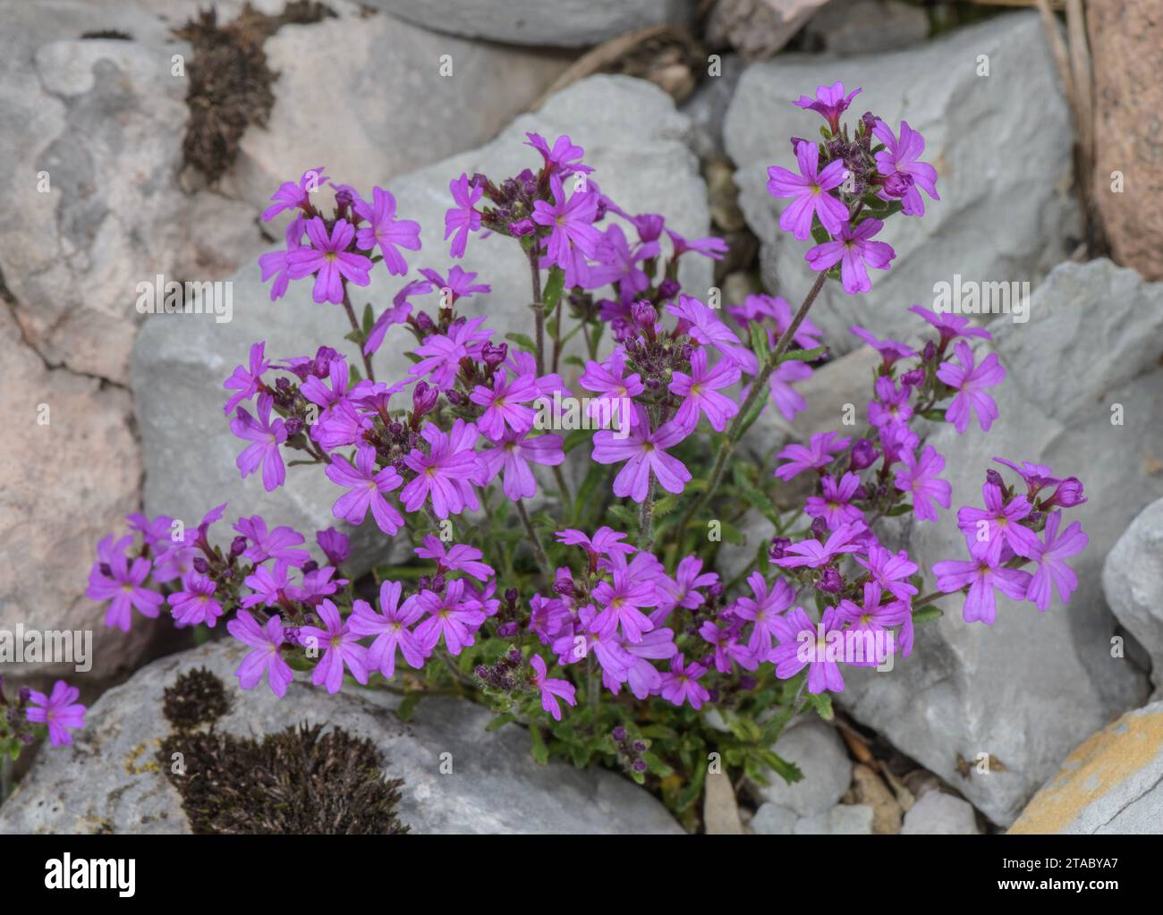 Fairy foxglove, Erinus alpinus, in fiore su ghiaia calcarea, Alpi. Foto Stock