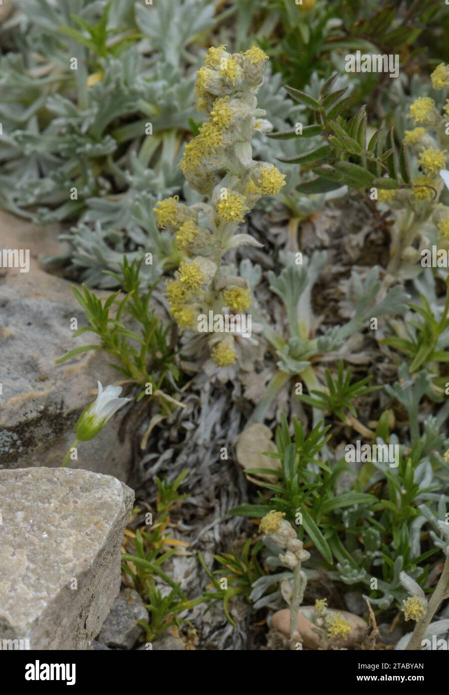 Appennino genepì, Artemisia umbelliformis ssp. Eriantha, in fiore su ghiaia calcarea, Italia. Foto Stock