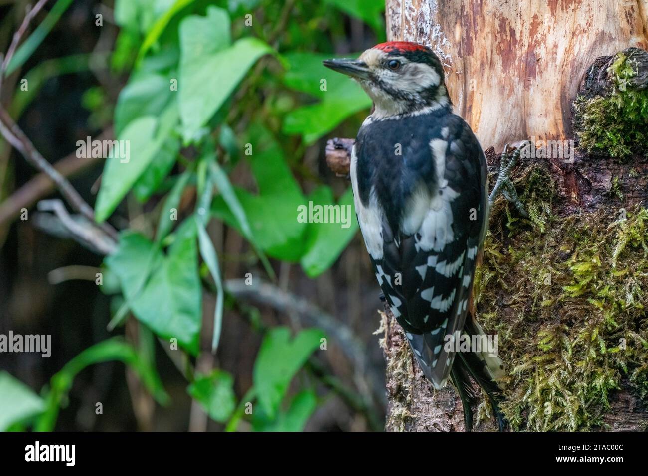 Grande picchio, Dendrocopos maggiore, maschio di questo grande uccello seduto su ceppo di alberi, piume rosse, scena naturale selvaggia Foto Stock