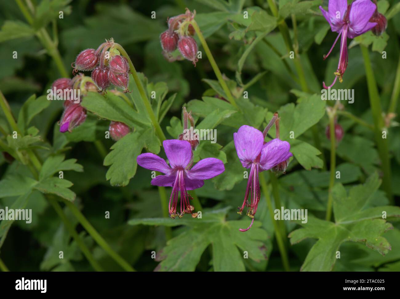 Gru da roccia, Geranium macrorrhizum, in fiore su pietra calcarea nelle Alpi italiane. Foto Stock