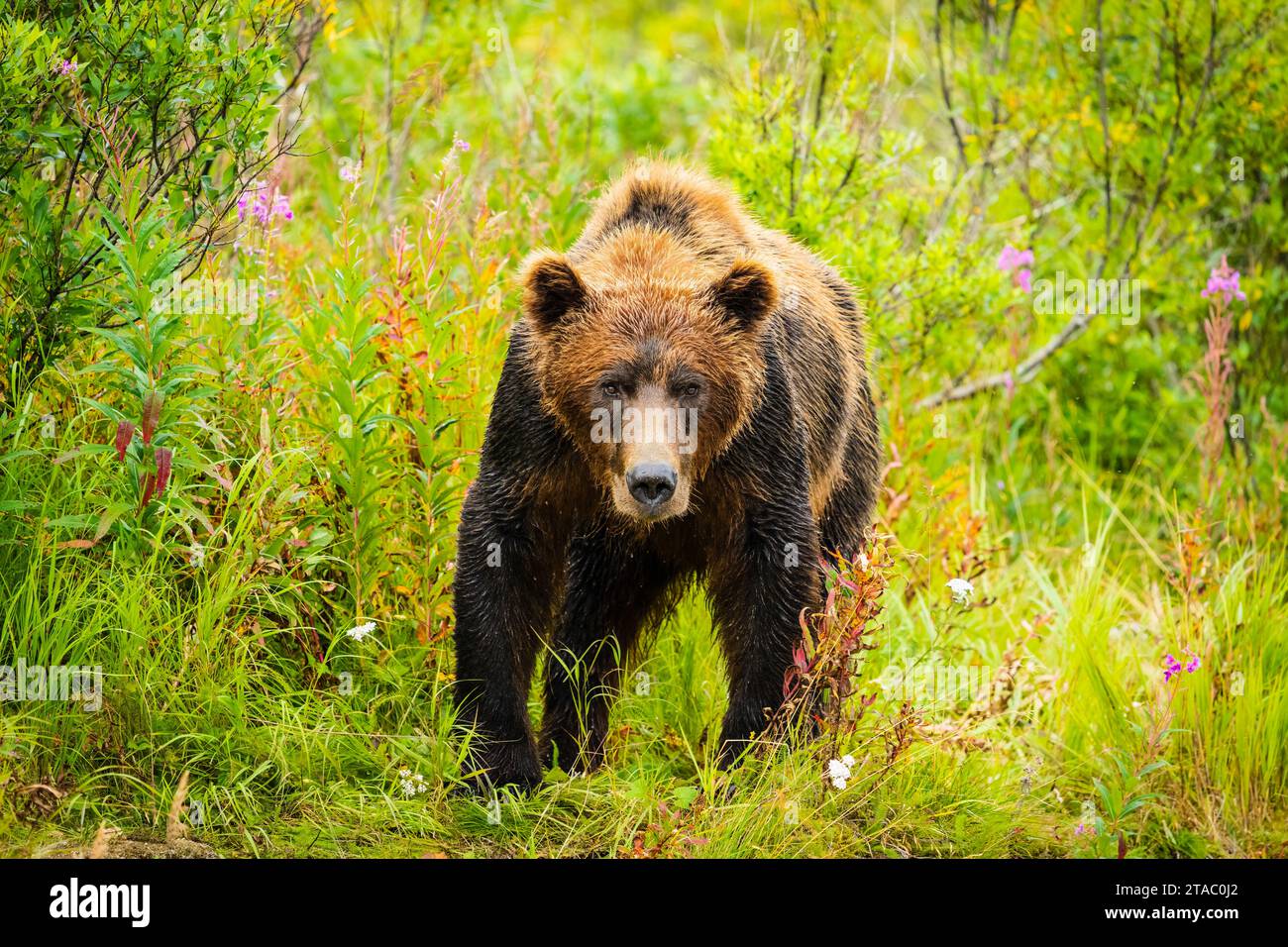 L'orso bruno (Ursus arctos), Katmai National Park, Alaska Foto Stock