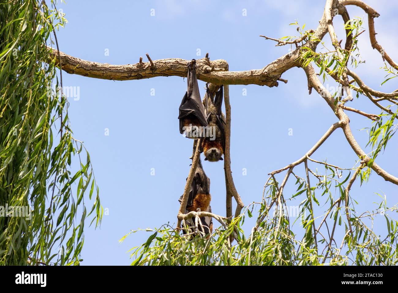 Pipistrelli di frutta, volpi volanti, pteropus appeso agli alberi Foto Stock