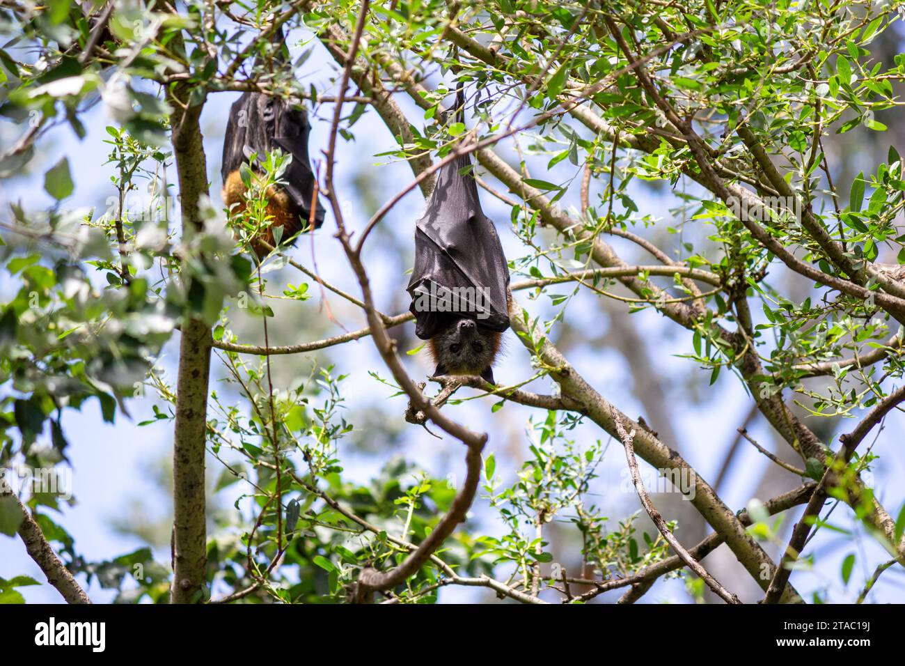 Pipistrelli di frutta, volpi volanti, pteropus appeso agli alberi Foto Stock