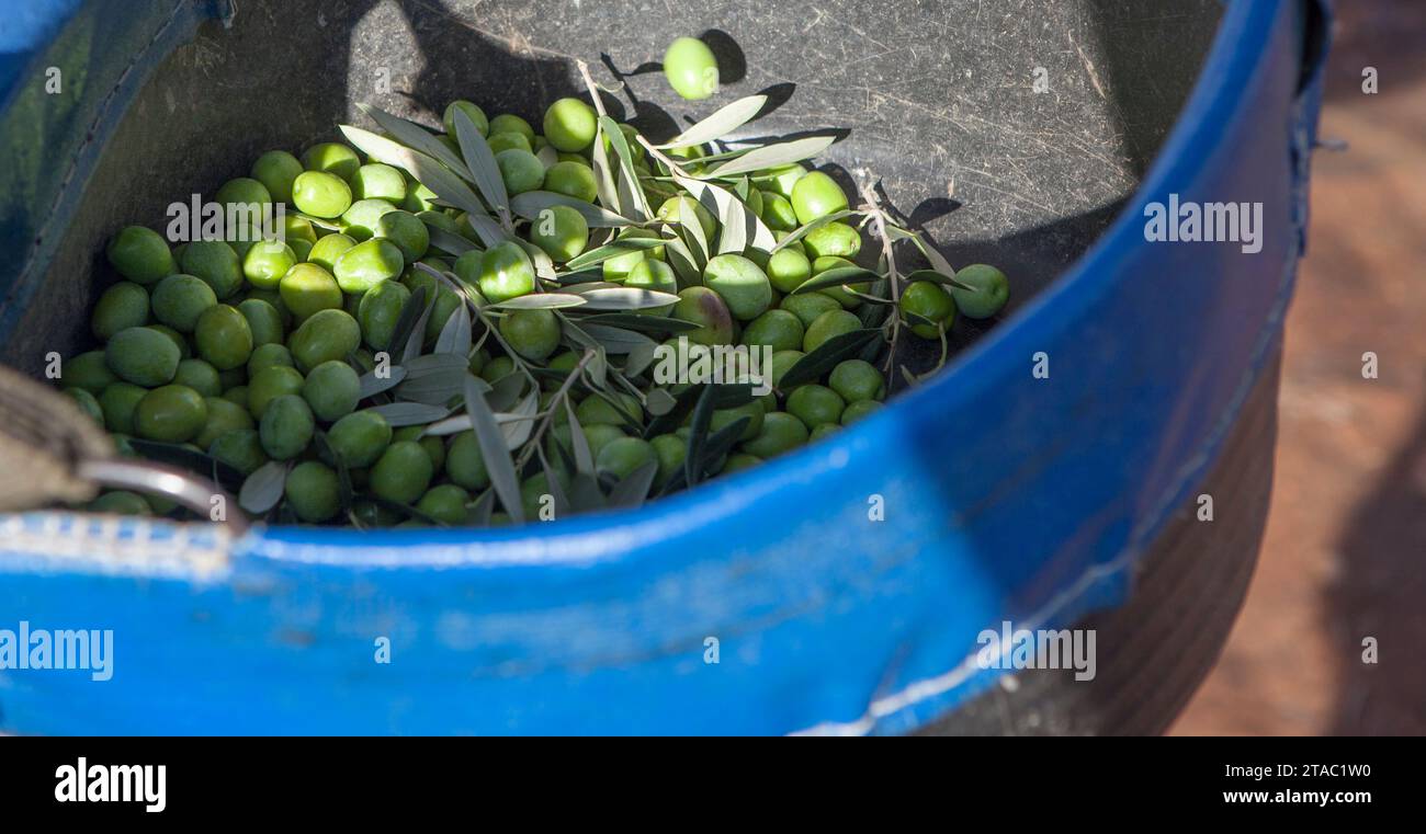Secchio di raccolta con olive verdi. Scena della stagione di raccolta delle olive da tavola Foto Stock
