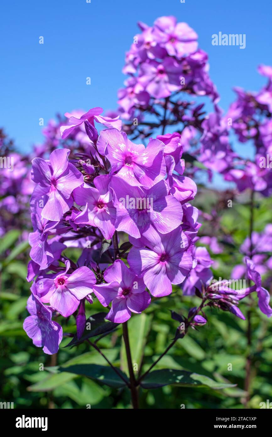 Phlox paniculata Purple Eye Flame, Phlox Purple Eye Flame perenne, fiori viola, con un occhio bianco Foto Stock