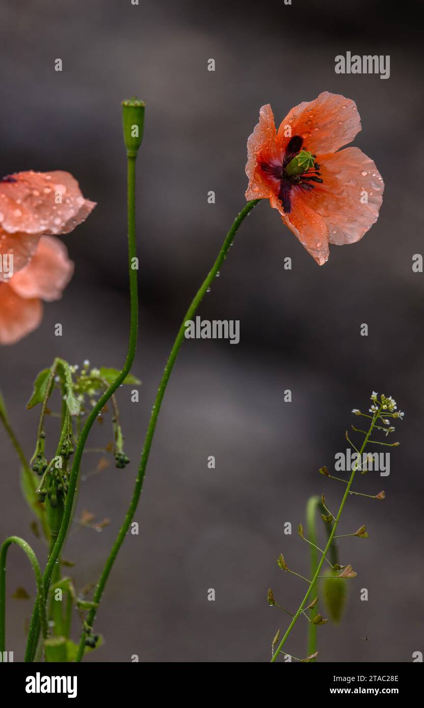 Papavero dalla testa lunga, Papaver dubium in fiore e frutta, sotto la pioggia. Foto Stock