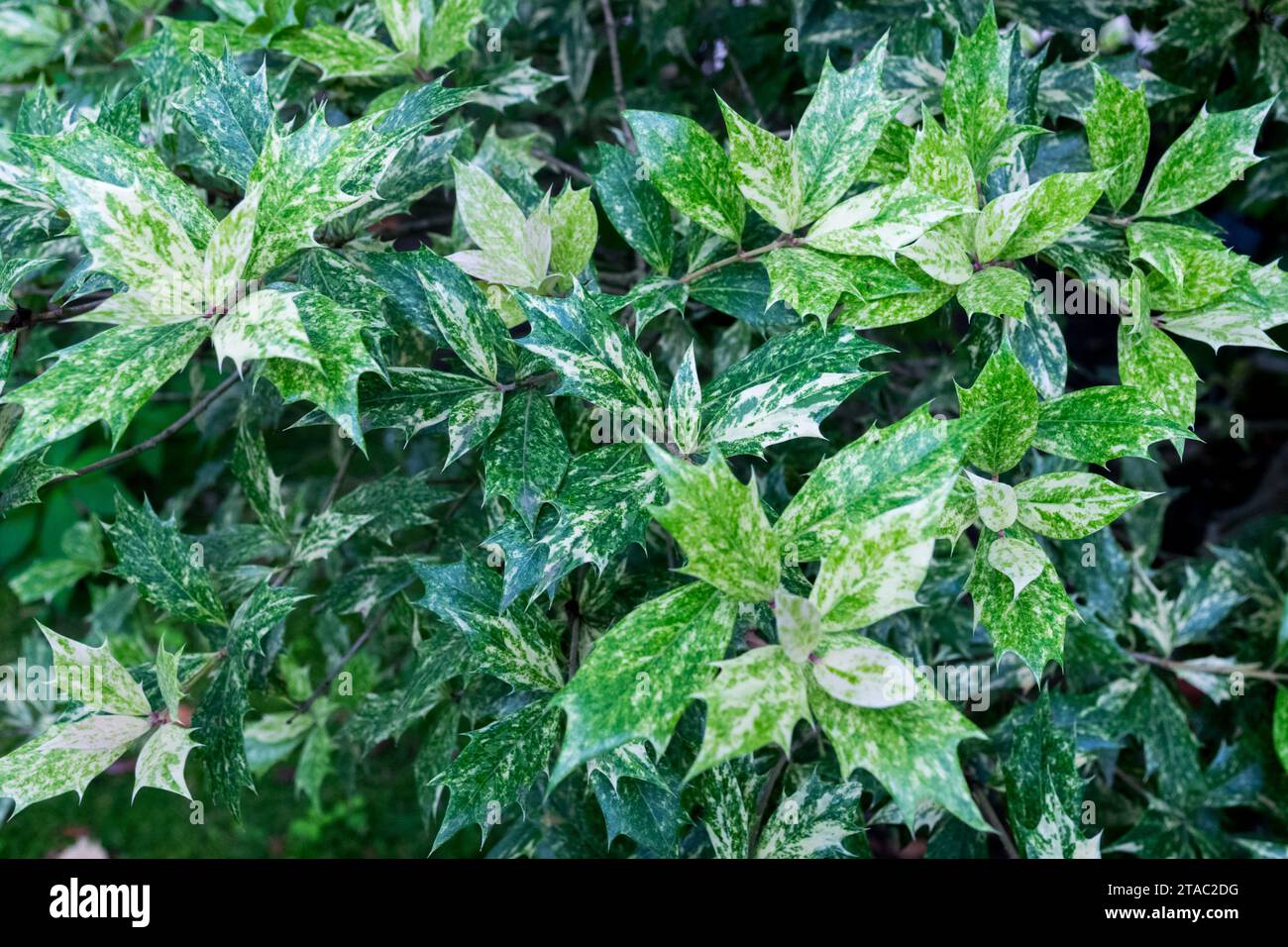 Maculati, foglie, variegati, Osmanthus heterophyllus Tricolor, Evergreen, arbusto Foto Stock