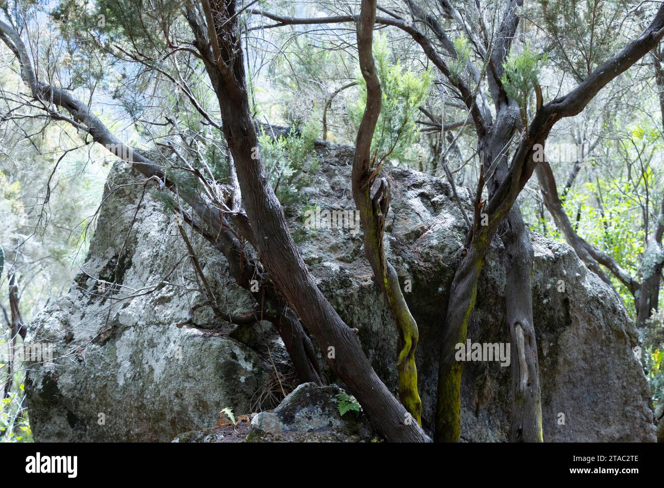 foresta di fayal-brezal delle canarie. tronchi d'albero e una roccia piena di muschio e licheni. Foto Stock