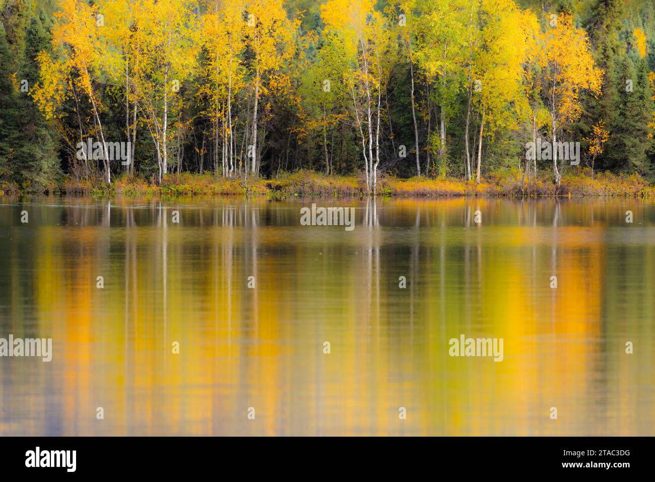 Alberi riflessi nel lago, Alaska Foto Stock