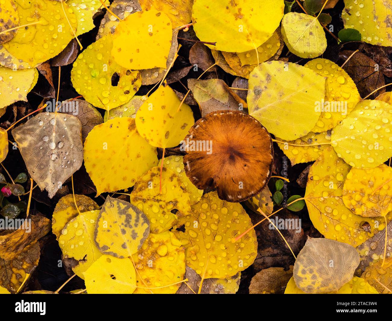 Foglie di Aspen e funghi in autunno, Alaska Foto Stock