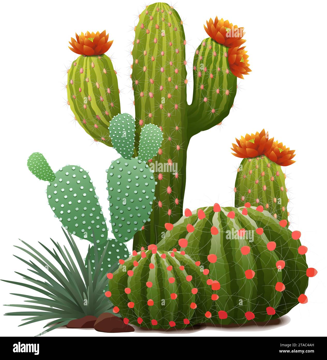Illustrazione vettoriale di diverse composizioni di cactus con fiori Illustrazione Vettoriale