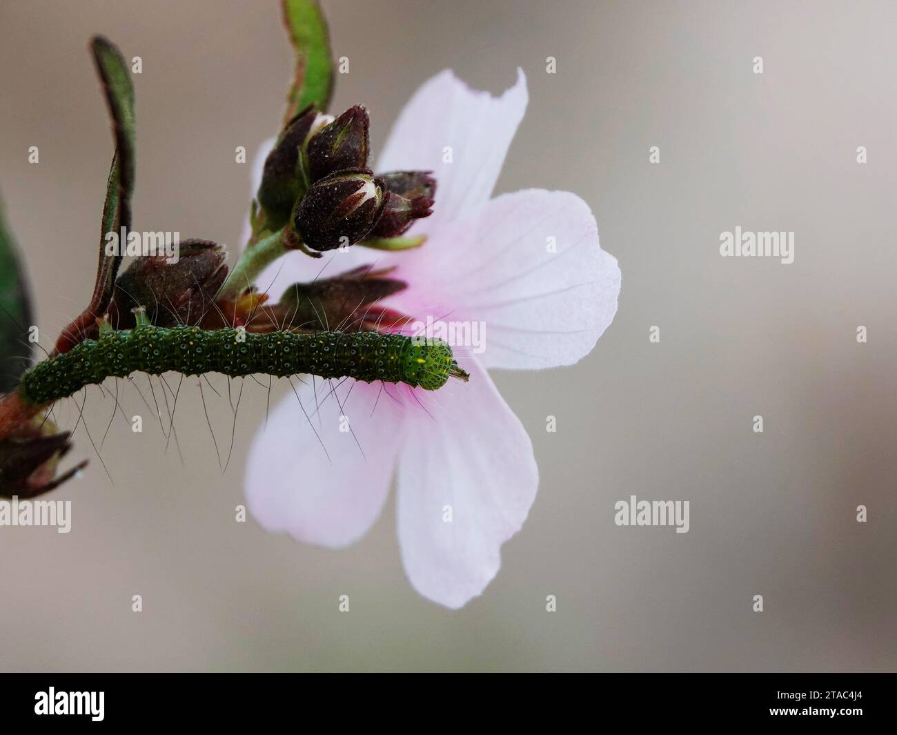 Un macro shot di una falena imperiale caterpillar su un fiore rosa Foto Stock