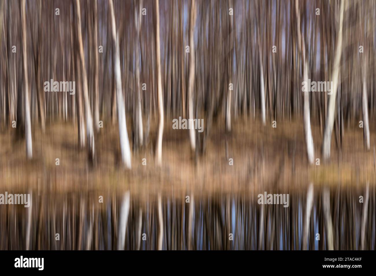 Sfocatura della foresta di betulle in primavera, Alaska Foto Stock