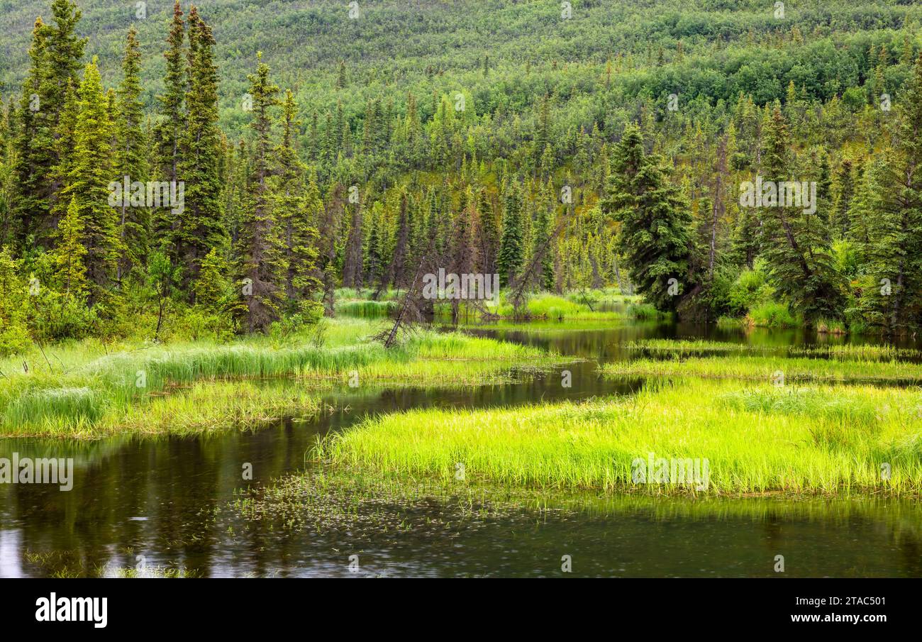 Vista sulla palude, Wrangell-St Elias National Park, Alaska Foto Stock