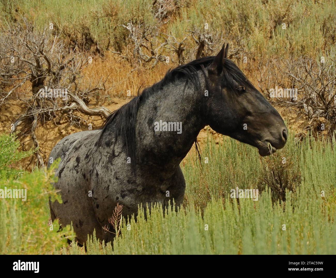 un bellissimo cavallo selvatico grigio che pascolava la prateria in estate nel bacino di lavaggio delle sabbie, vicino a maybell, nel colorado nord-occidentale Foto Stock