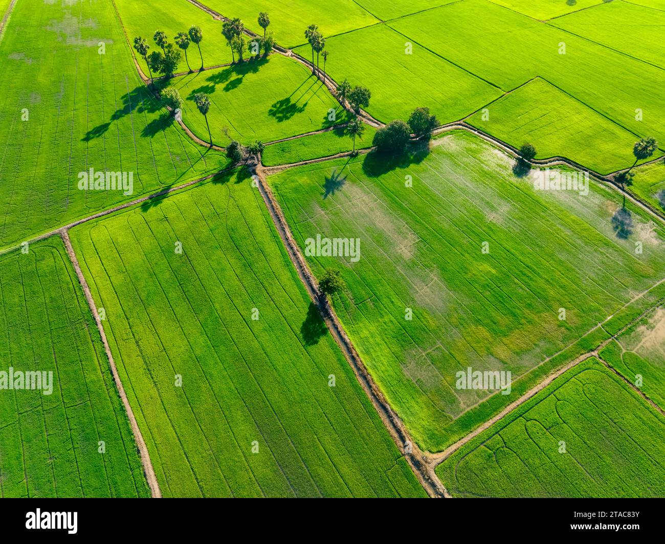 Vista aerea del verde campo di riso con alberi in Thailandia. Vista superiore del campo agricolo. Piante di riso. Modello naturale di allevamento di riso verde. Bellezza Foto Stock