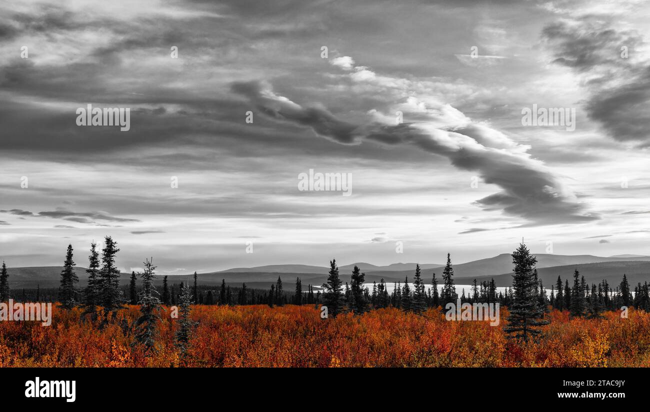 Alberi in autunno, Alaska Foto Stock