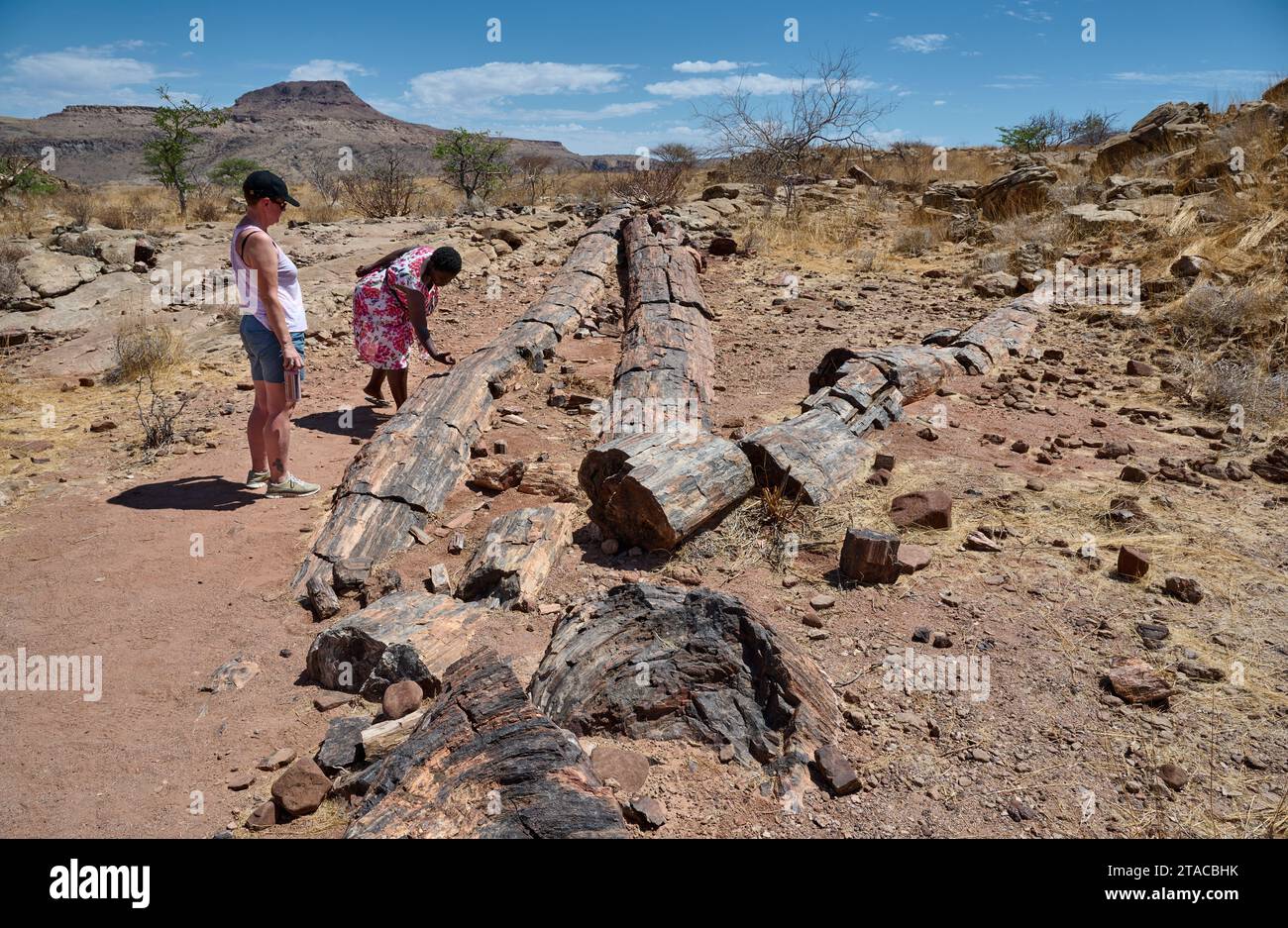 Turista con guida locale in tre tappe Foresta pietrificata, Foresta pietrificata, Damaraland, Namibia, Africa Foto Stock