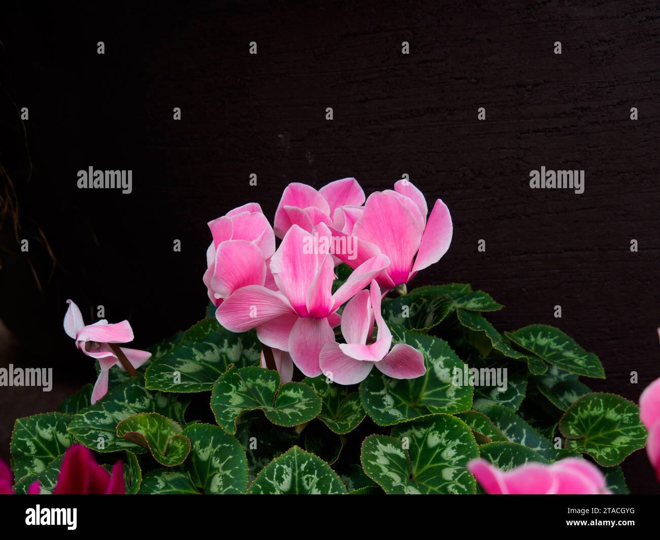 Fiori rosa di Cyclamen Intaminatum e foglie variegate, pianta perenne a fiore deciduo. Foto Stock