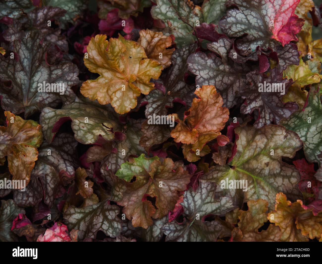 Foglie colorate di Heuchera (campane di corallo) e Heucherella (campane schiumose). Foto Stock