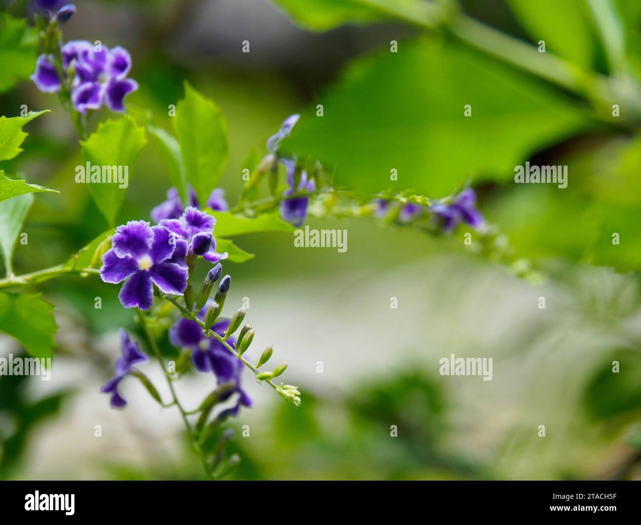 Primo piano bellissimi fiori viola di Duranta Erecta o Golden Dewdrop. Altri nomi comuni sono Creeping Sky flower e Pigeon Berry. Foto Stock