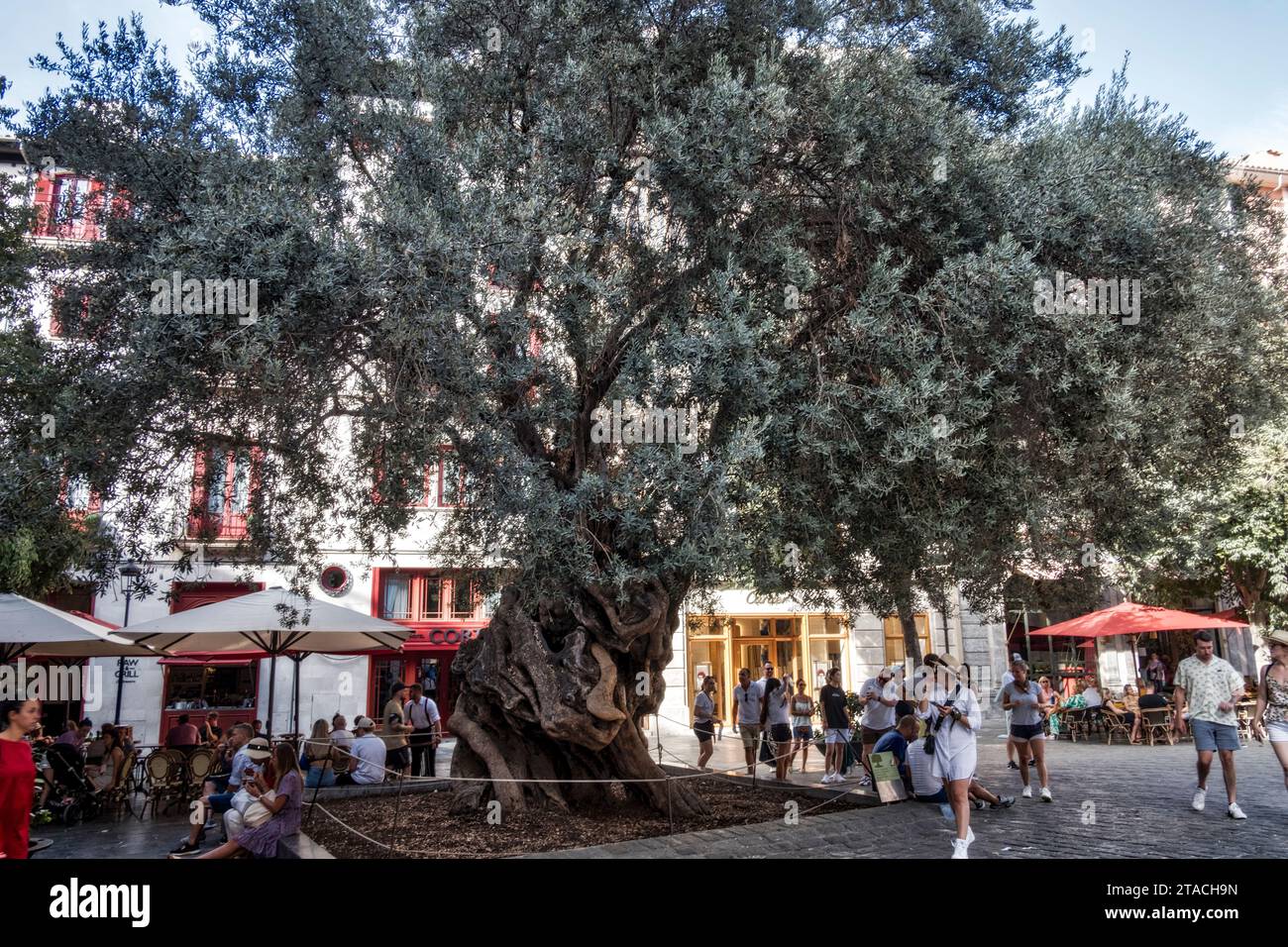 Mallorca, Palma de Mallorca, Spagna, Europa Foto Stock