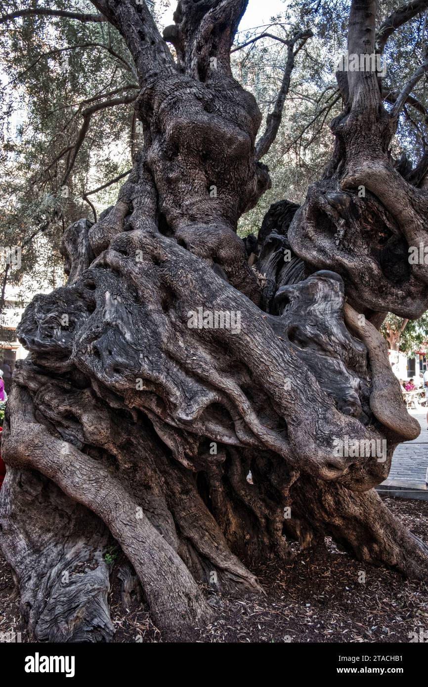 Mallorca, Palma de Mallorca, Spagna, Europa Foto Stock