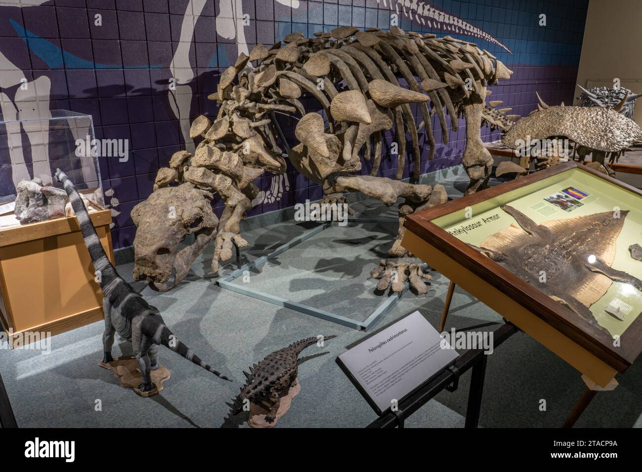 Scheletro ricostruito di un Peloroplites cedromontanus, un ankylosaur placcato in armatura. Prehistoric Museum, Price, Utah. Foto Stock