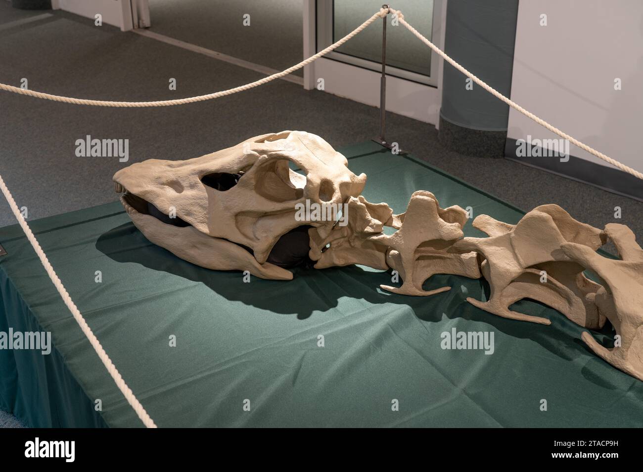 Calco del cranio di Diplodocus carnegii, un grande sauropode, nel USU Eastern Prehistoric Museum di Price, Utah. Foto Stock