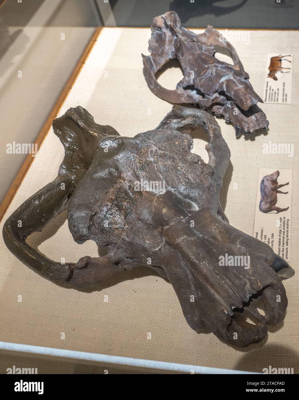 Cranio di Achaenodon uintensis, un grande mammifero simile a un cinghiale, nel USU Eastern Prehistoric Museum, Price, Utah. Foto Stock