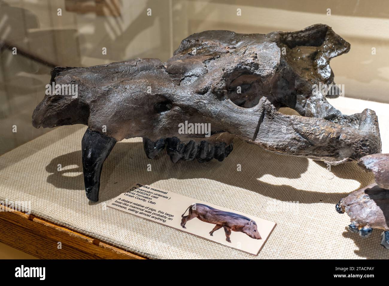 Cranio di Achaenodon uintensis, un grande mammifero simile a un cinghiale, nel USU Eastern Prehistoric Museum, Price, Utah. Foto Stock