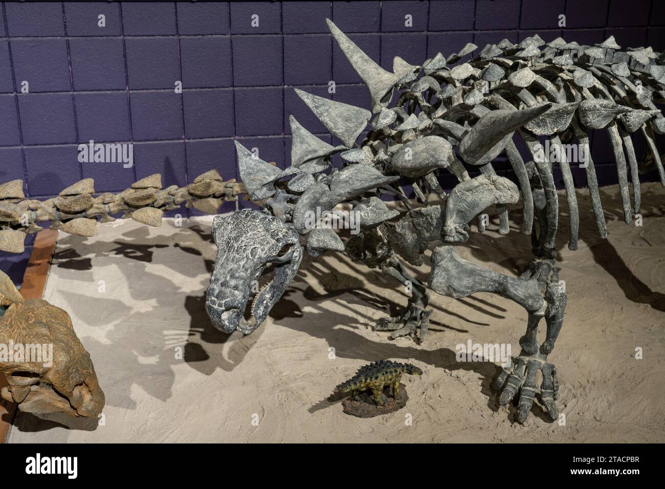 Scheletro ricostruito di un Animantarx ramaljonesi, un nodosauro ankylosauriano placcato in armatura. Prehistoric Museum, Price, Utah. Foto Stock