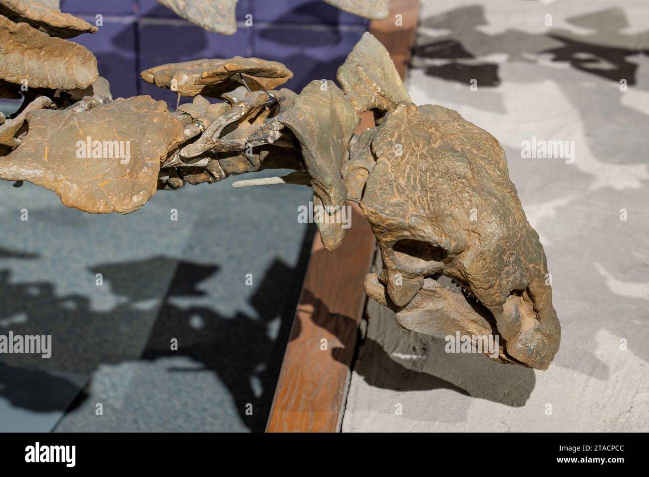 Scheletro ricostruito di un Gastonia burgei, un ankylosaur placcato in armatura. Prehistoric Museum, Price, Utah. Foto Stock