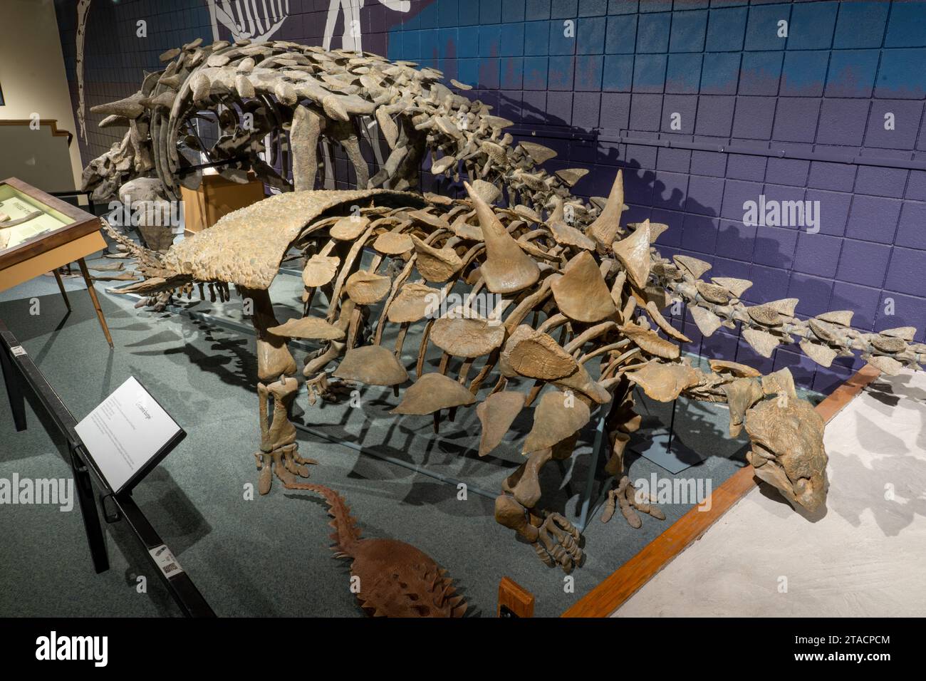Scheletro ricostruito di un Gastonia burgei, un ankylosaur placcato in armatura. Prehistoric Museum, Price, Utah. Foto Stock