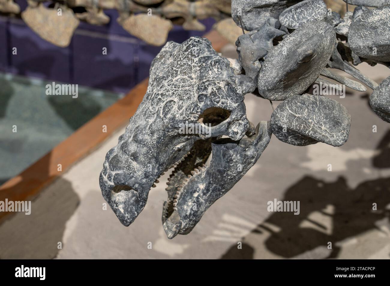 Scheletro ricostruito di un Animantarx ramaljonesi, un nodosauro ankylosauriano placcato in armatura. Prehistoric Museum, Price, Utah. Foto Stock