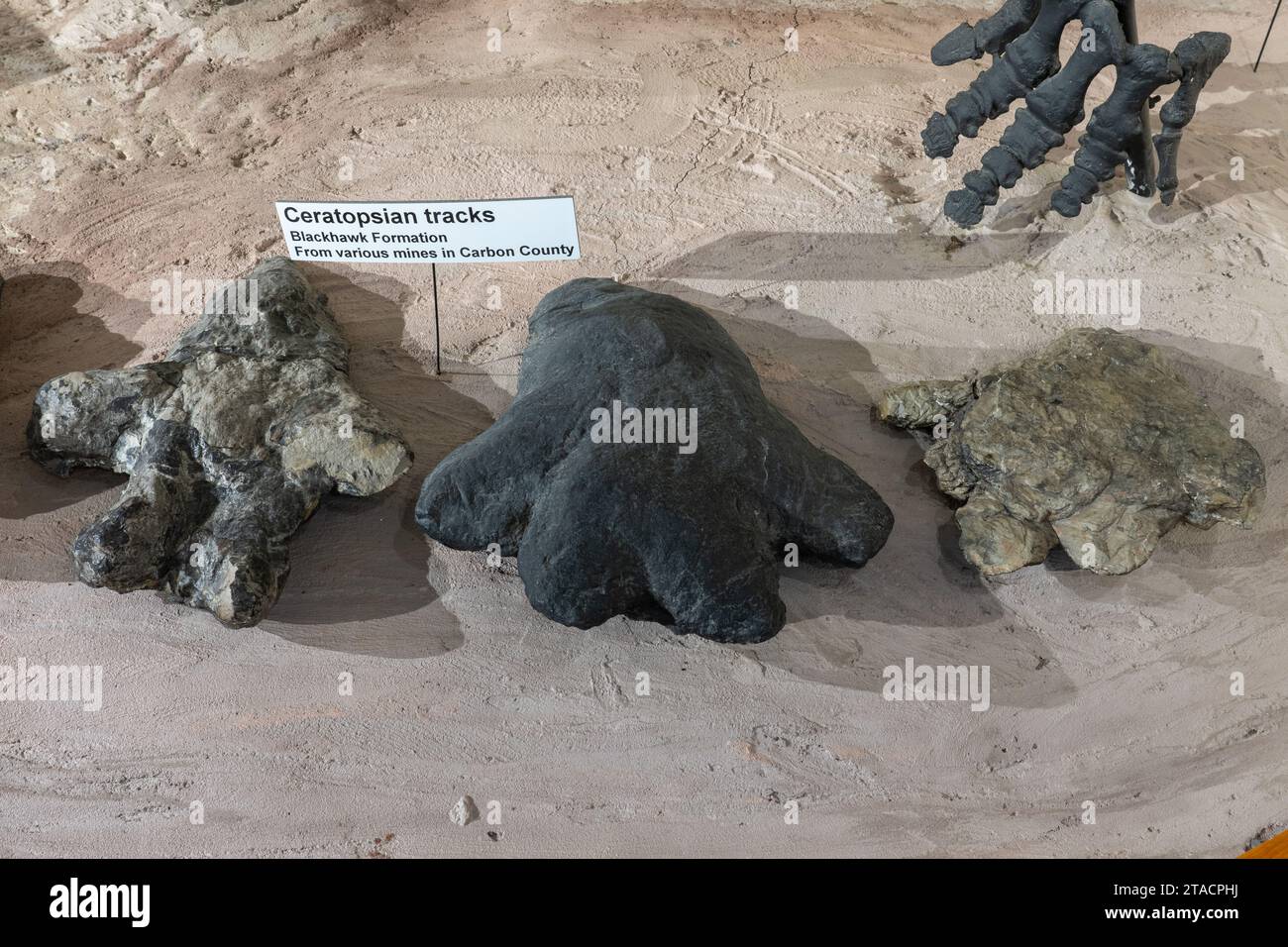 Tracce fossilizzate di dinosauri ceratopsiani provenienti da una miniera di carbone nel USU Eastern Prehistoric Museum di Price, Utah. Foto Stock