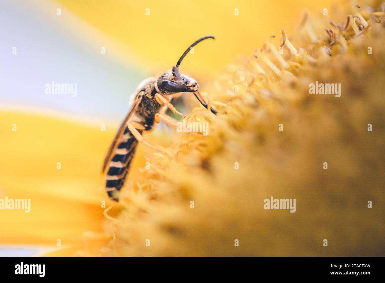 Un momento magico immortalato: Un'ape selvatica succhia nettare da un girasole, creando una festa floreale festosa di nutrizione e bellezza. Foto Stock