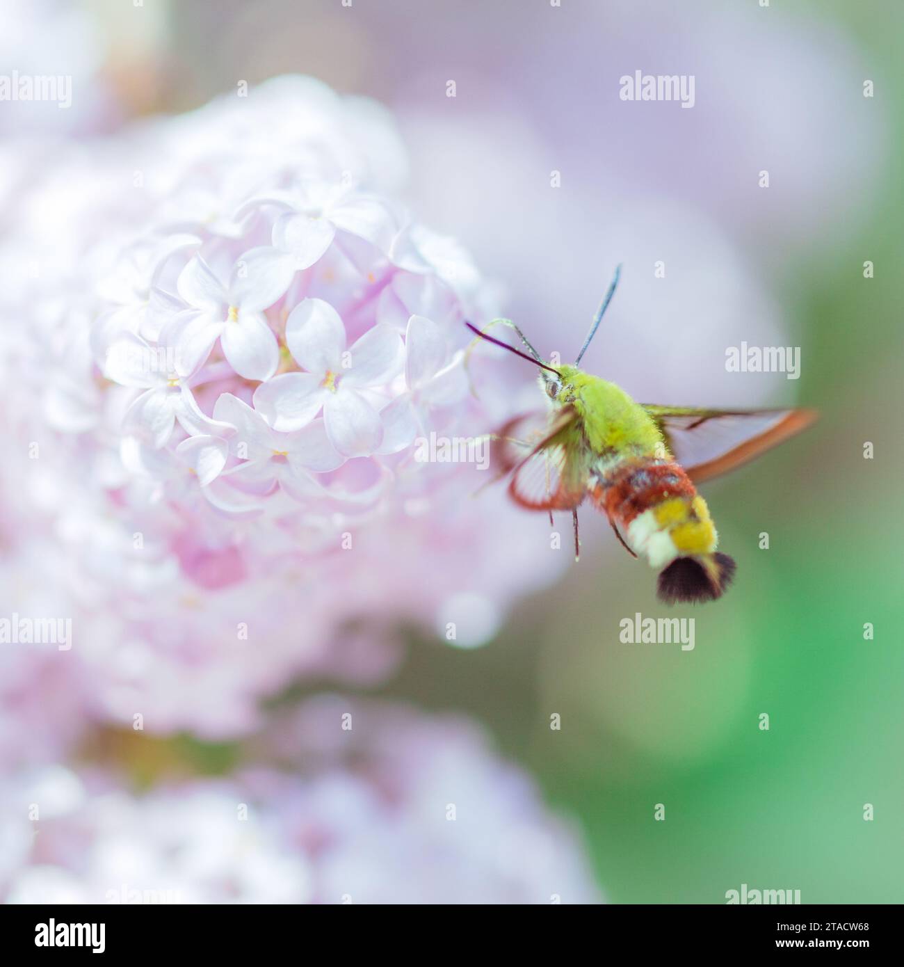 Immortalando una delicata danza aerea: Una sfinge verde colibrì che vola tra fiori lilla. Un momento incantato nel giardino dei fiori. Foto Stock