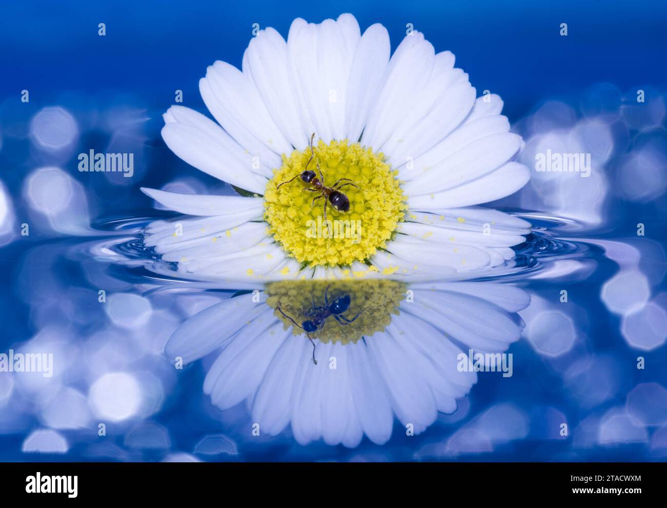 Un'affascinante esplorazione microscopica: Una formica su una margherita con uno sfondo blu scintillante su un foglio d'acqua. Un mondo incantato in miniatura. Foto Stock
