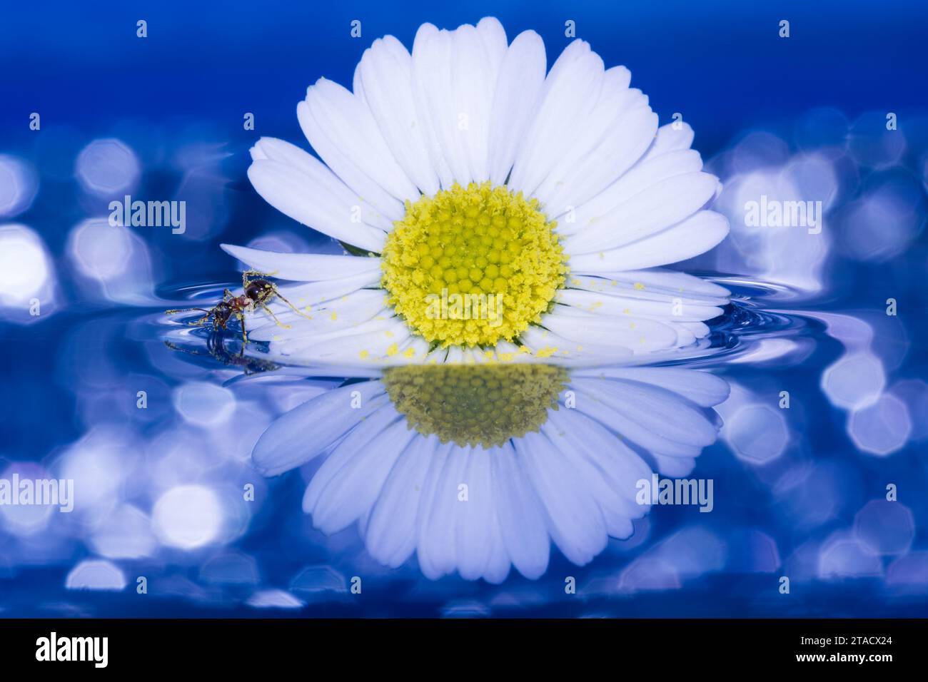Un'affascinante esplorazione microscopica: Una formica su una margherita con uno sfondo blu scintillante su un foglio d'acqua. Un mondo incantato in miniatura. Foto Stock