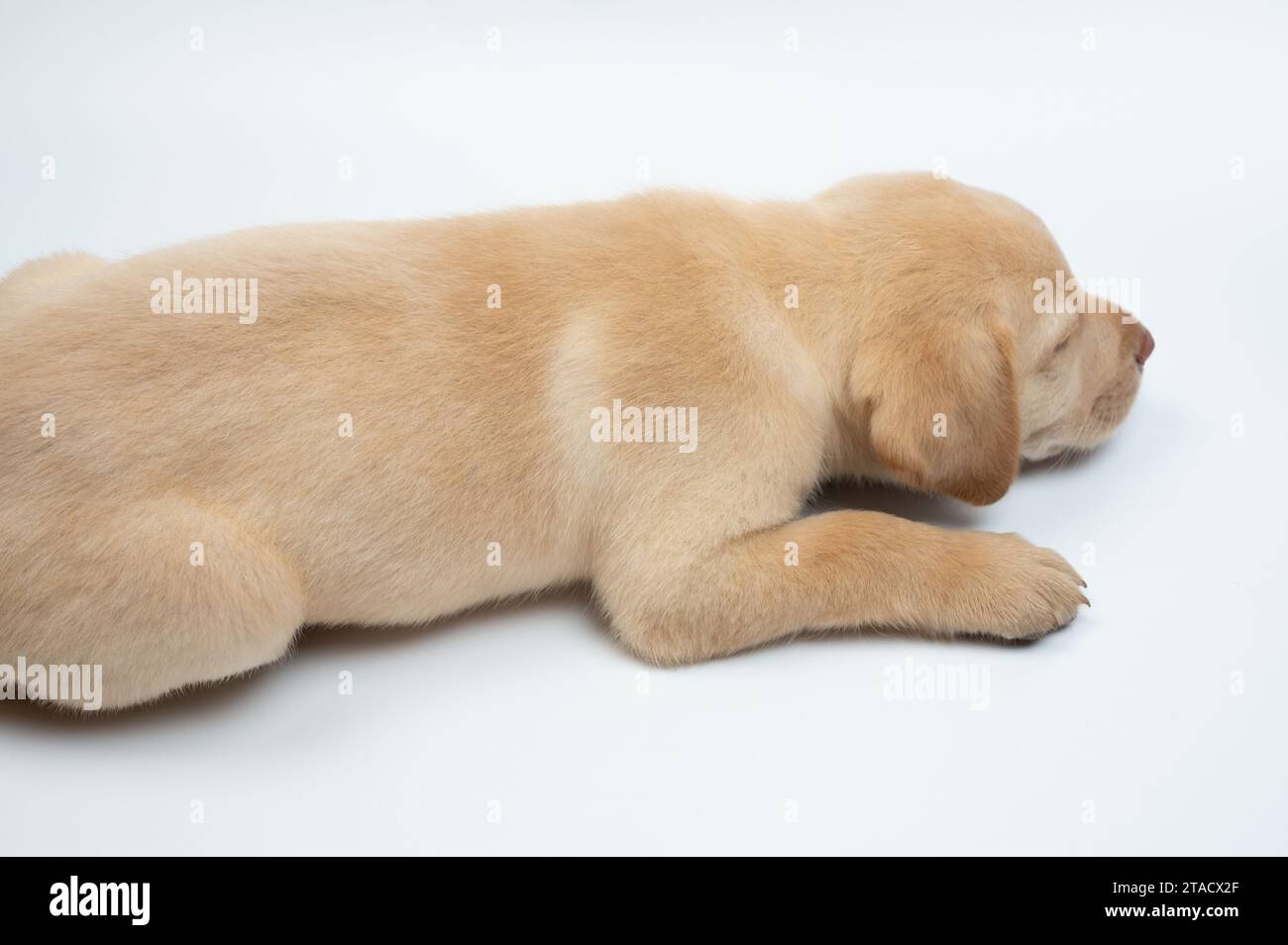 Vista laterale del cucciolo Sleeping labrador isolato su sfondo bianco dello studio Foto Stock
