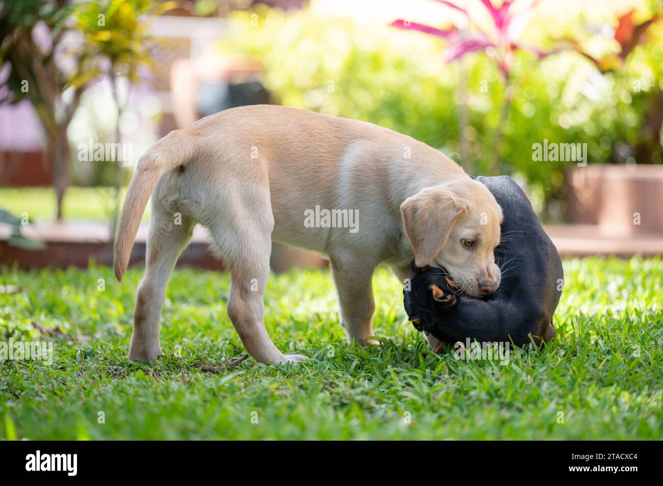 Due cani combattono aggressivi su un giardino di erba verde Foto Stock